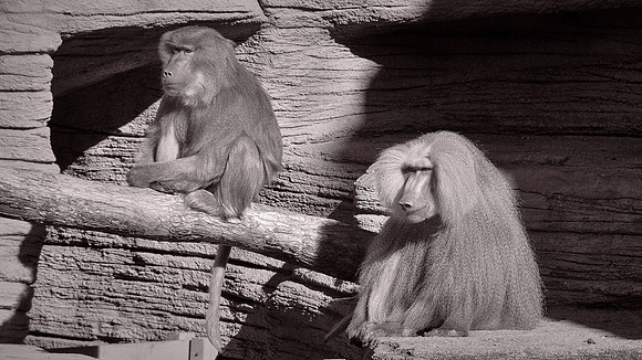 Riverbanks Zoo, Columbia, SC