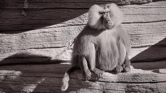 Riverbanks Zoo, Columbia, SC
