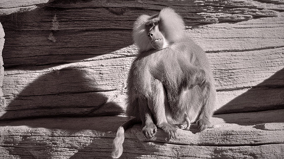 Riverbanks Zoo, Columbia, SC