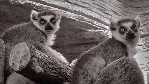Riverbanks Zoo, Columbia, SC