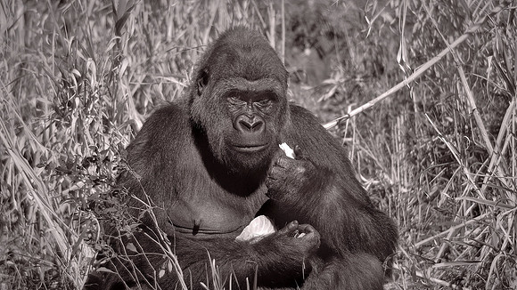 Riverbanks Zoo, Columbia, SC