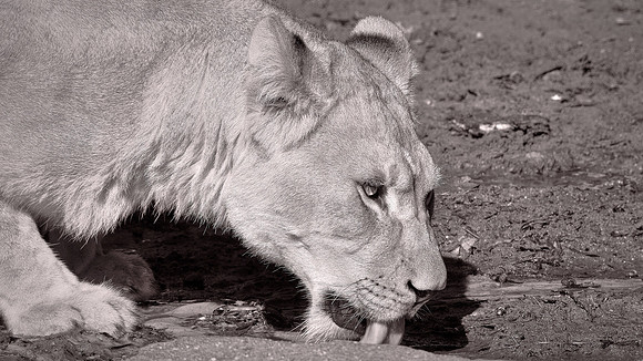 Riverbanks Zoo, Columbia, SC