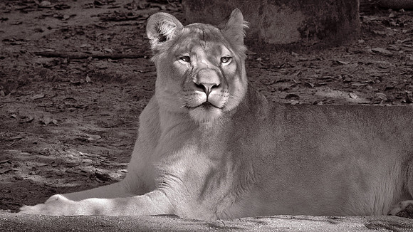 Riverbanks Zoo, Columbia, SC