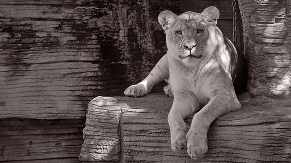 Riverbanks Zoo, Columbia, SC