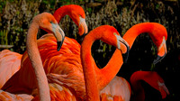 2021 Feb - Riverbanks Zoo, Columbia, SC