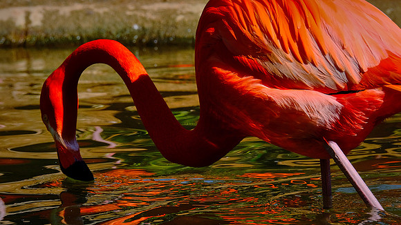 Riverbanks Zoo, Columbia, SC