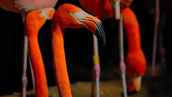 Riverbanks Zoo, Columbia, SC