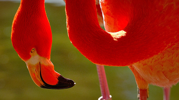 Riverbanks Zoo, Columbia, SC