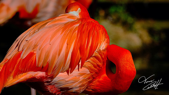 Riverbanks Zoo, Columbia, SC