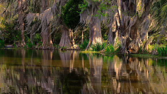 Magnolia Plantation, Charleston, SC