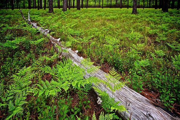 Green Swamp Preserve, Brunswick County, NC