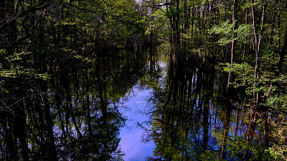 Francis Beidler Forest Audubon Center & Sanctuary