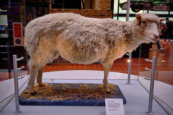 A notable exhibit is the stuffed body of Dolly the sheep, the first successful cloning of a mammal from an adult cell.
