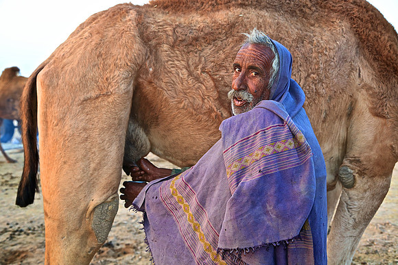 Nagaur Camel and Livestock Fair, Nagaur, Rajasthan