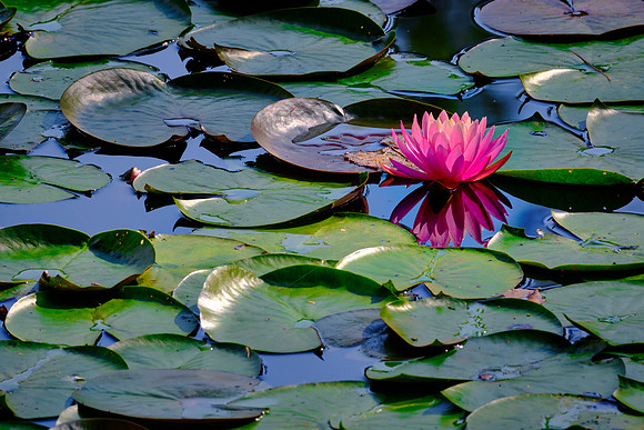 Ravenel Lake, Highlands Biological Station, Highlands, NC