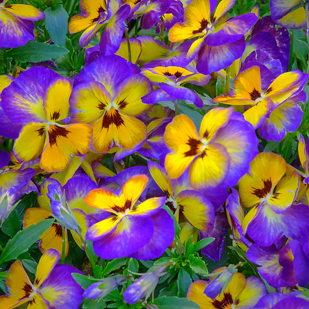 Spring flowers at the Pines, Davidson, NC