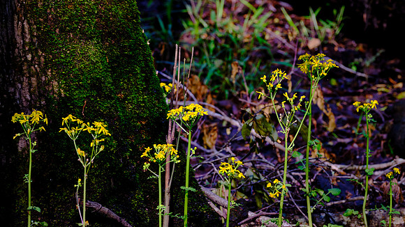 Francis Beidler Forest Audubon Center & Sanctuary