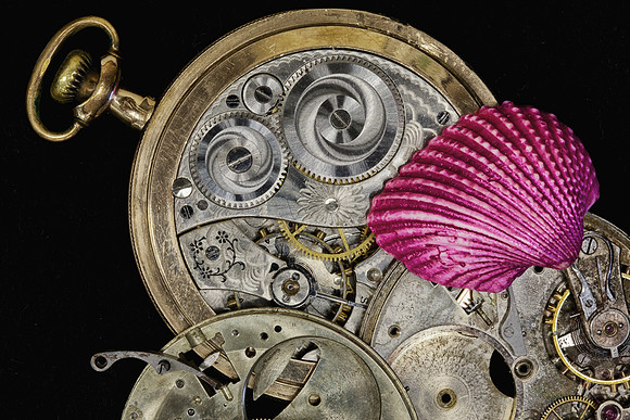 Macro Photography