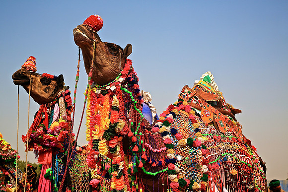 Nagaur Camel and Livestock Fair, Nagaur, Rajasthan