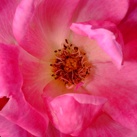 2025 May - Naramore Flowers