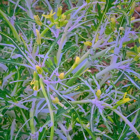 Spring flowers at the Pines, Davidson, NC