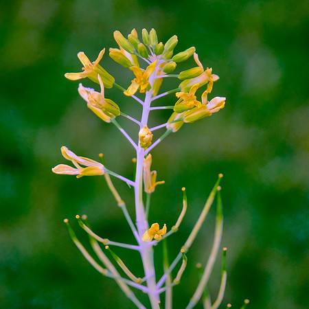 Spring flowers at the Pines, Davidson, NC