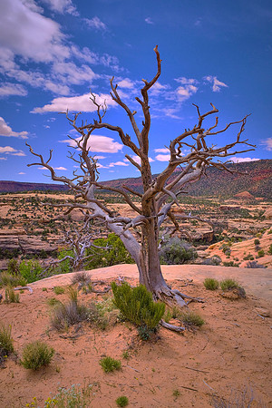 Natural Bridges, UT.  The Anasazi Indians occupied this part of Utah anywhere from 2,000 to 650 years ago.