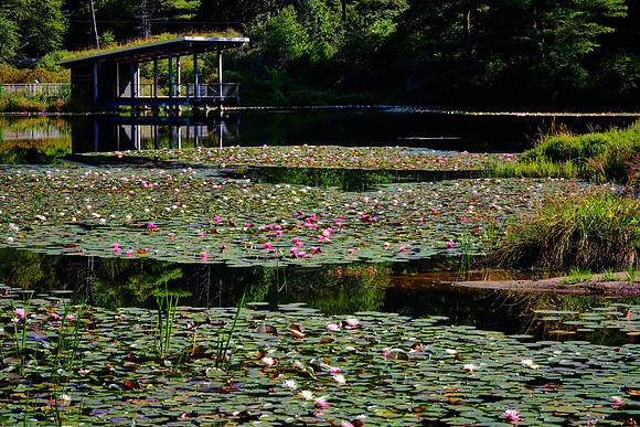 Ravenel Lake, Highlands Biological Station, Highlands, NC