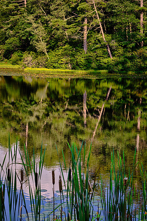 Ravenel Lake, Highlands Biological Station, Highlands, NC