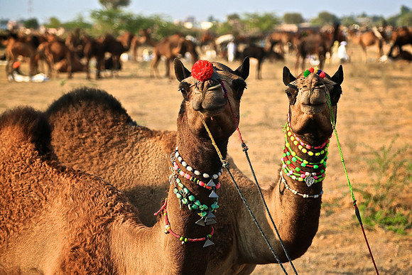 Nagaur Camel and Livestock Fair, Nagaur, Rajasthan