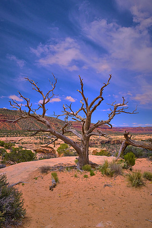 Natural Bridges National Monument, UT.  The Monument features three huge, stream-carved natural bridges as well as a concentration of ancestral Puebloans ruins.