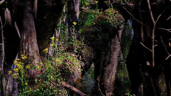 Francis Beidler Forest Audubon Center & Sanctuary