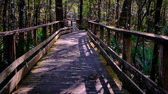 Francis Beidler Forest Audubon Center & Sanctuary