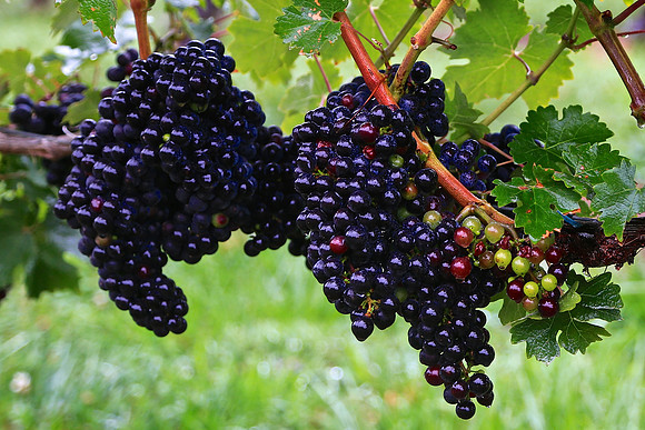 Shelton Vineyards