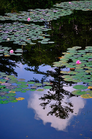Ravenel Lake, Highlands Biological Station, Highlands, NC