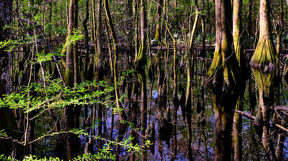Francis Beidler Forest Audubon Center & Sanctuary
