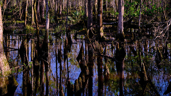 Francis Beidler Forest Audubon Center & Sanctuary