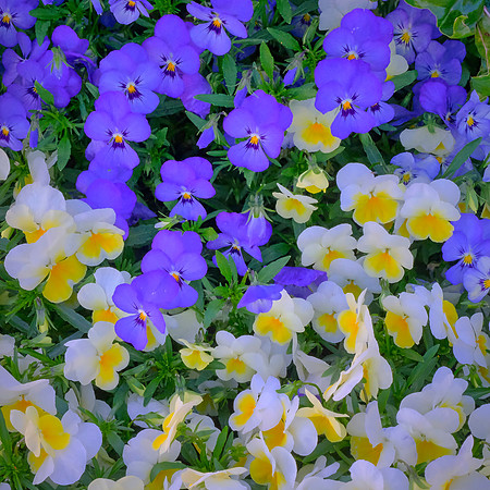 Spring flowers at the Pines, Davidson, NC