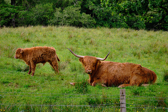 In 1954, Queen Elizabeth II kept a herd of Highland cattle at Balmoral Castle where they are still kept today.
