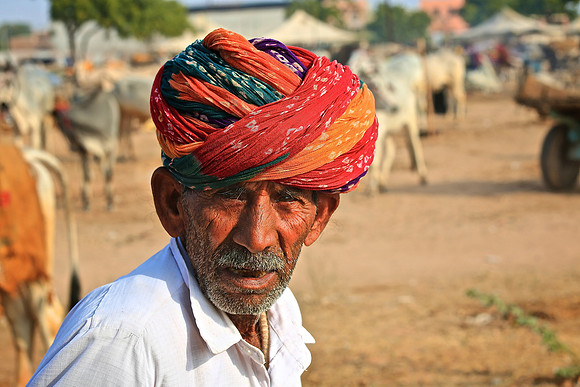 Nagaur Camel and Livestock Fair, Nagaur, Rajasthan