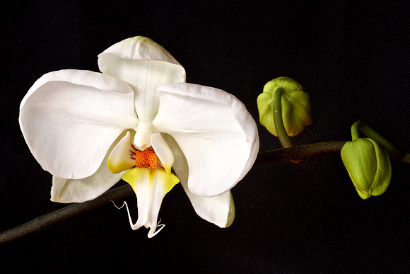 Andrea's Wedding Orchids