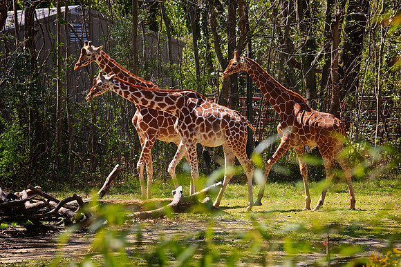 2014 March - Columbia SC Zoo