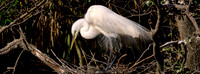 2025 May - Birds in 65x24 Format