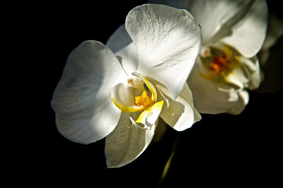 Andrea's and Brian's Orchid - 120510