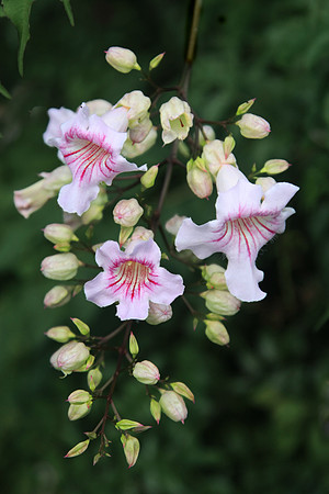 St. Croix