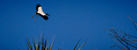 2025 May - Birds in 65x24 Format