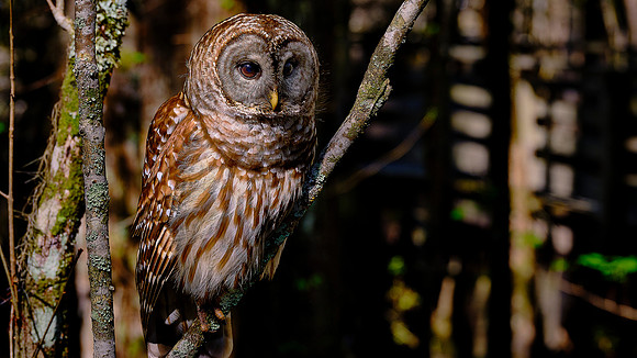 Barred Owl, Francis Beidler Forest Audubon Center & Sanctuary