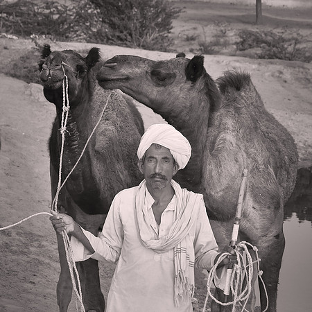 Nagaur Camel Fair, Rajasthan, India