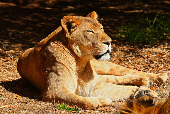 2014 March - Columbia SC Zoo