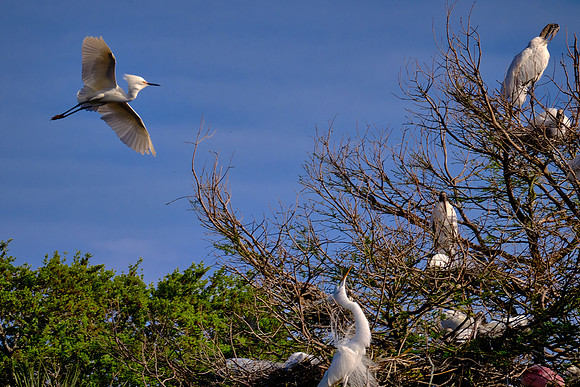 Snowy Egret